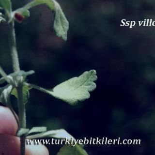 ssp villosum-Dirmil-Fethiye