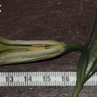 Amanos dağları-Osmaniye