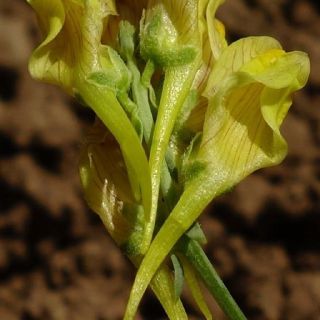 subsp. pycnophylla-Erzurum