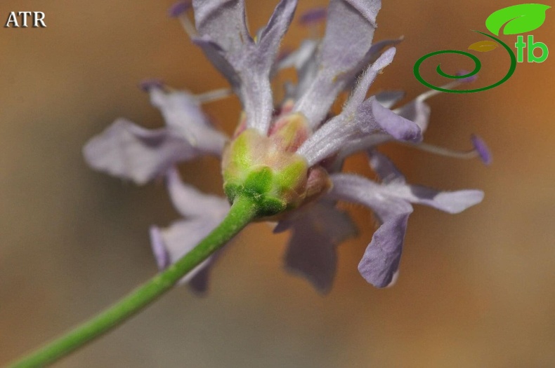 subsp. pilifera-Alanya