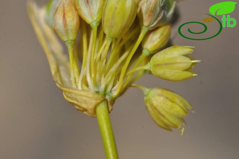 Allium ahmet tirasii