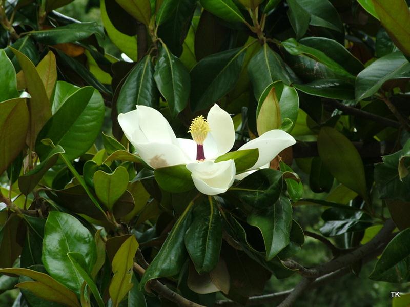 magnoliaceae