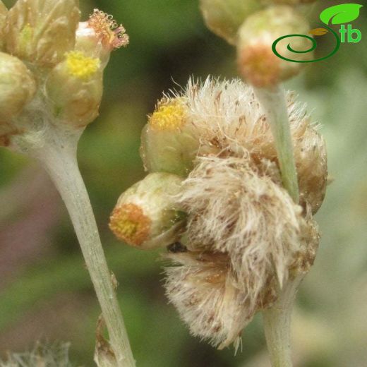 Helichrysum-Ölmez çiçek