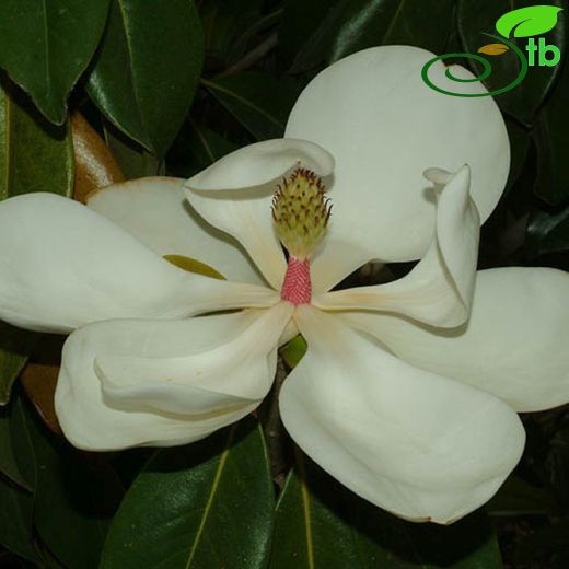 Magnolia-Manolya