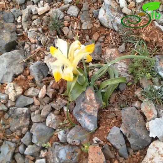 Iris peshmeniana