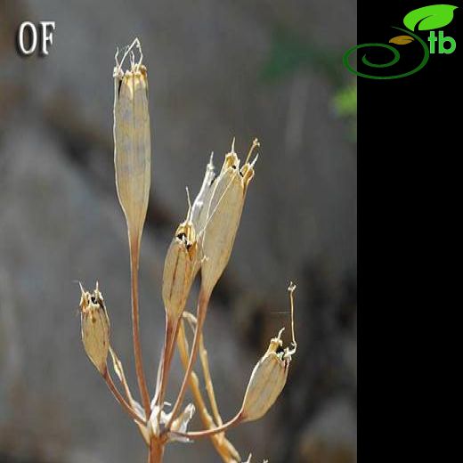 Ixioliriaceae-Köpekotugiller