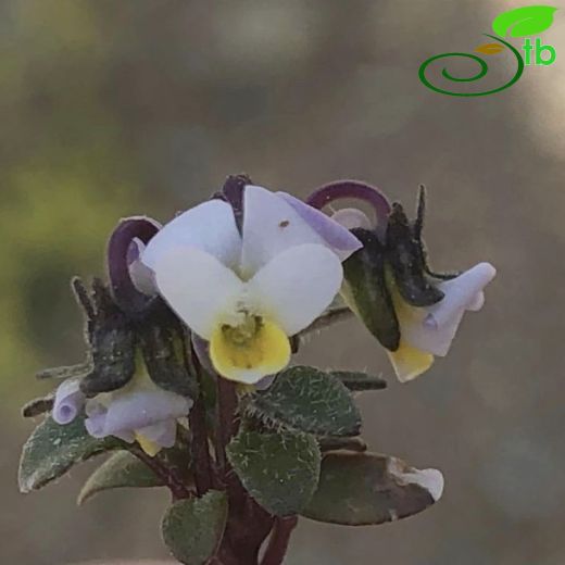 Violaceae-Menekşegiller