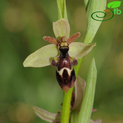 Ophrys cilicica