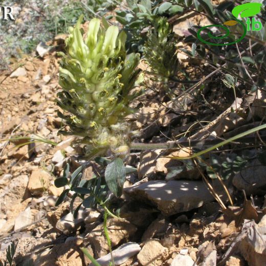 Astragalus maraschicus