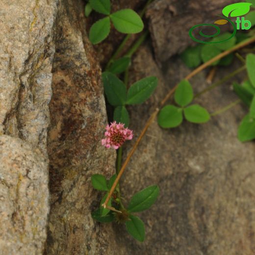 Trifolium setiferum