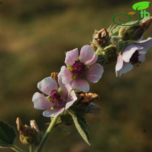 Malvaceae-Ebegümecigiller