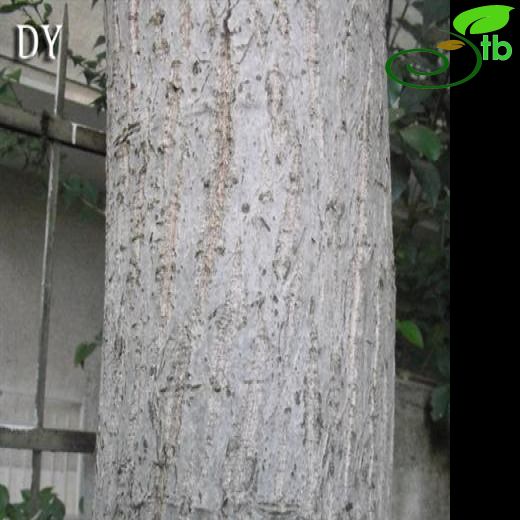 Juglandaceae-Cevizgiller
