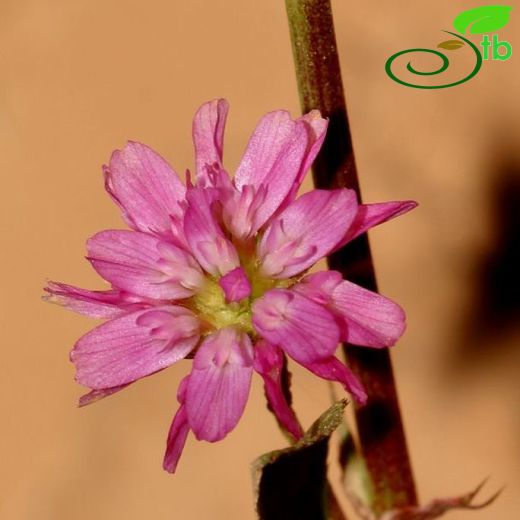 Trifolium bullatum