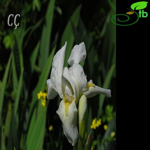 Iris florentiana