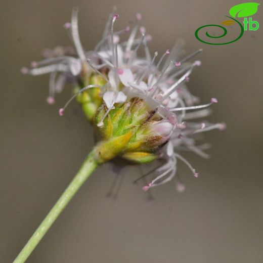 Gypsophila laricina