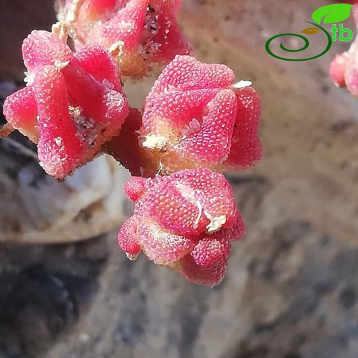 Mesembryanthemum-Makasotu