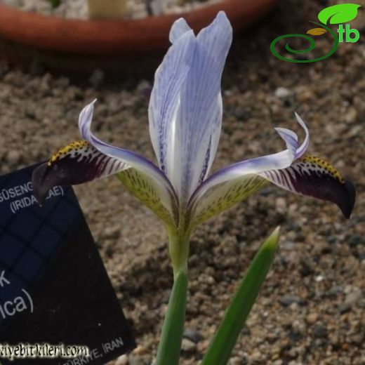 Iris zagrica