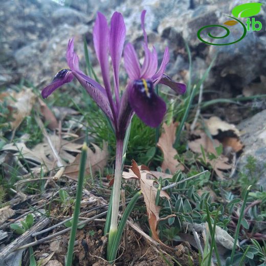 Iris farashae
