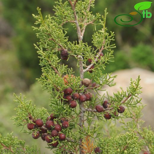 Juniperus-Ardıç