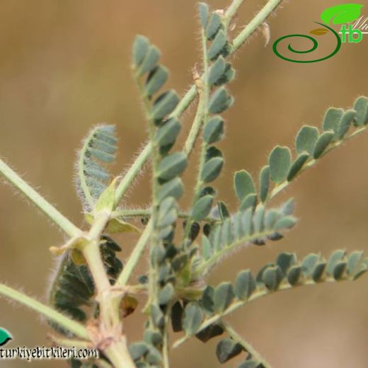 Astragalus suberosus