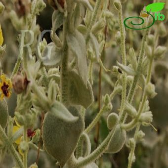 Verbascum inulifolium