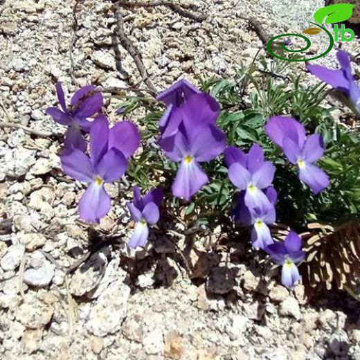 Viola gracilis