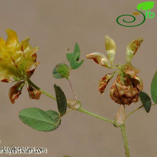 Trifolium boissieri