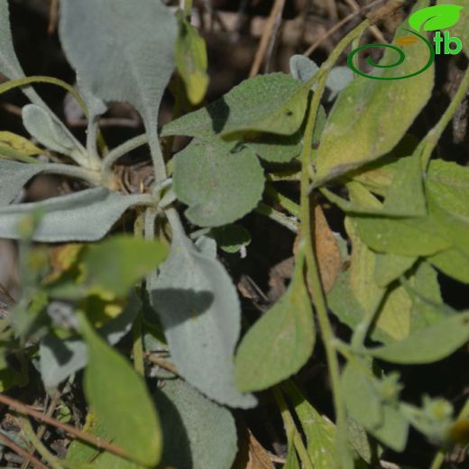 Inula anatolica