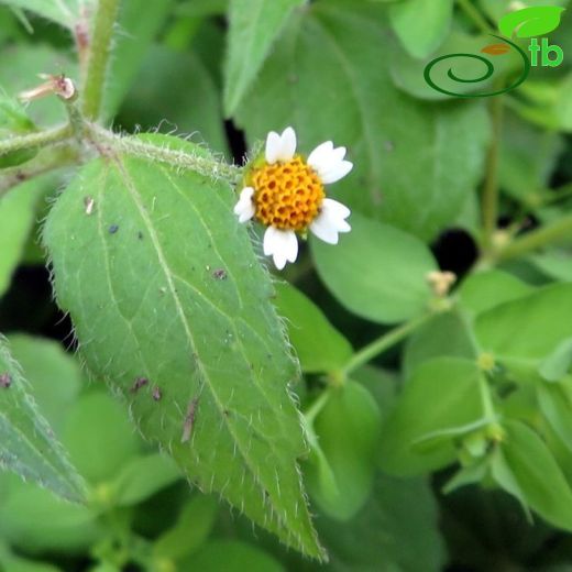 Galinsoga-Beşpat çiçeği