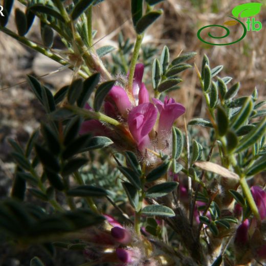 Astragalus noeanus
