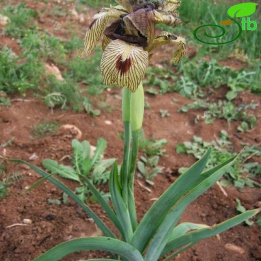 Iris nectarifera