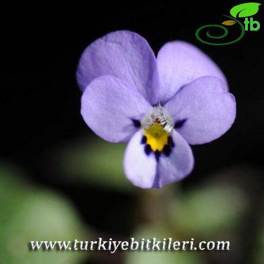 Viola heldreichiana