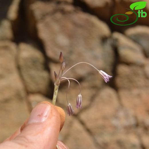 Allium hirtovaginatum