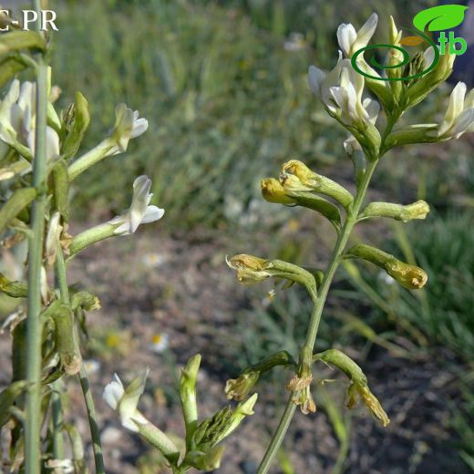 Astragalus siliquosus