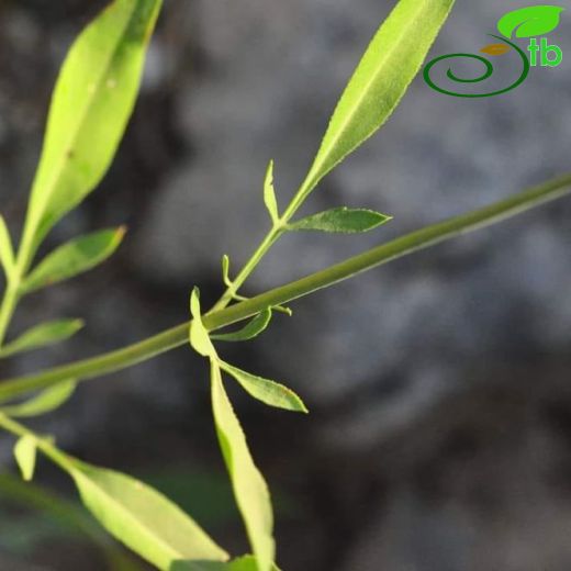 Cephalaria isaurica