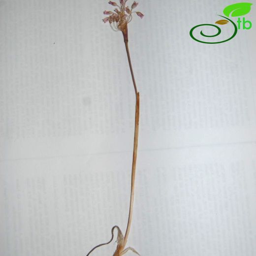 Allium hirtovaginatum