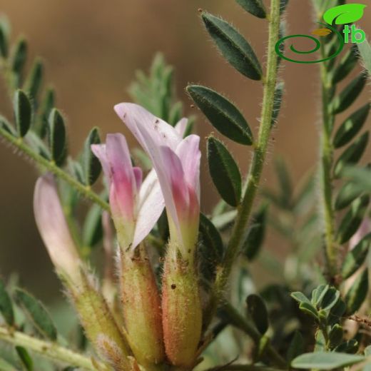 Astragalus stereocalyx
