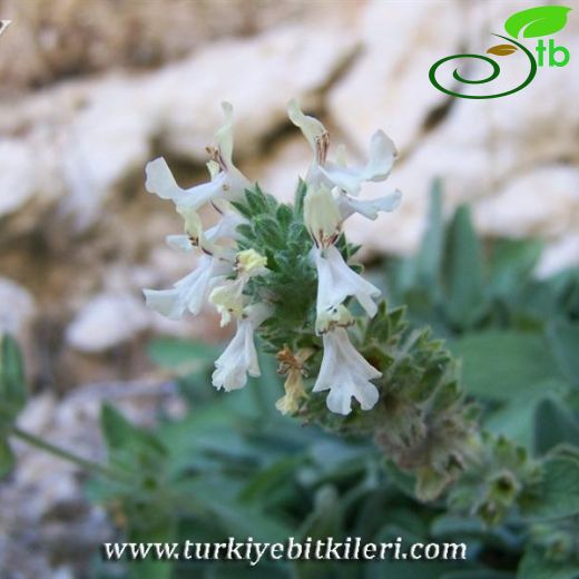 Stachys cataonica