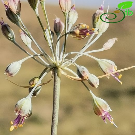 Allium saricanense