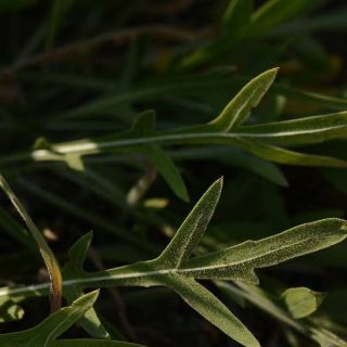 subsp. turkeliense- Gazipaşa