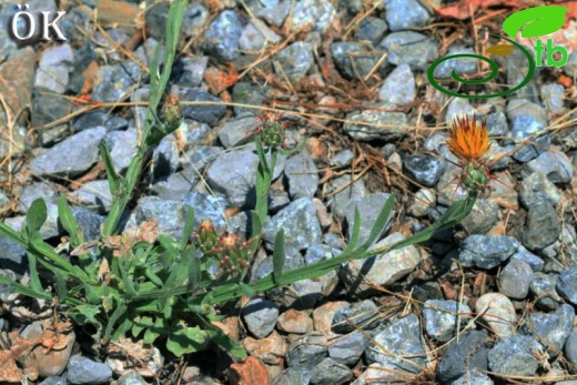 ssp pyracantha-Anamur