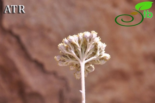 subsp. flabellifolium-Hadim-Konya