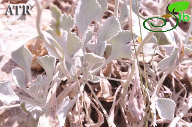 subsp. flabellifolium-Hadim-Konya