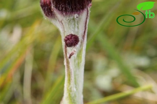 subsp. karsianus-Trabzon