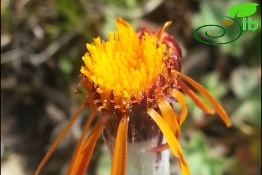 subsp. karsianus-Trabzon 