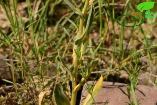 subsp steveniana-Kars