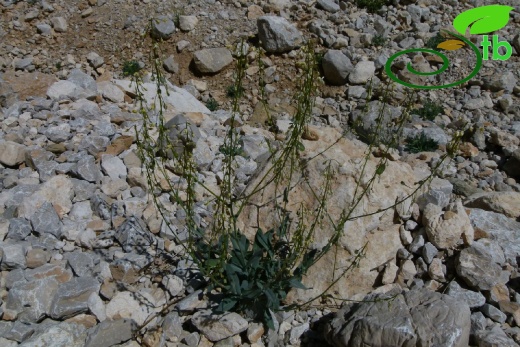 subsp. nurhakense-Kahramanmaraş
