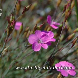 Kızılcahamam-Ankara