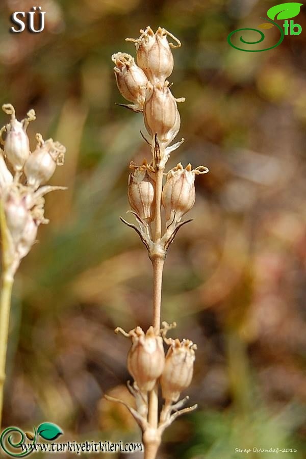 subsp. olympica-Uludağ-Bursa