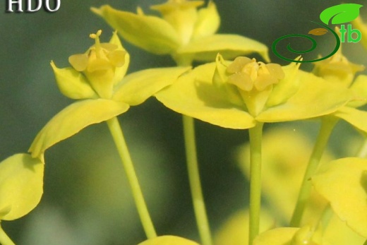 subsp. niciciana-Kocaeli